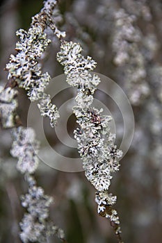 White lichens on the bark of a tree in the forest, natural texture