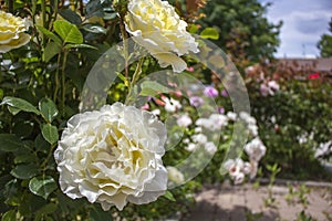 White Licorice Roses