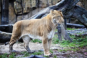 White liger for a walk in the zoo aviary. Ligr. A hybrid of a lion and a tiger. A large male ligra.