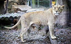 White liger for a walk in the zoo aviary. Ligr. A hybrid of a lion and a tiger. A large male ligra.