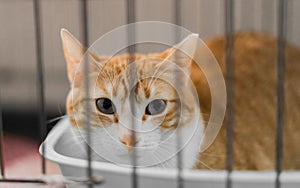 White and light brown cat that is locked in a cage and stares