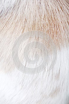 White light brown dog fur smooth texture natural patterns for background