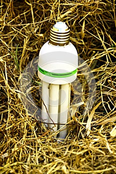 White light bulb on dry grass. Biomass energy concept