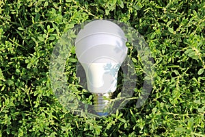 A white light bulb for lighting lies in the grass.