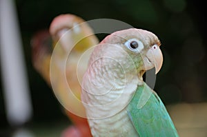 A white and light green feathered lory bird against a soft bokeh backdrop