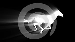 White light horse running silhouette seamless loop new quality unique animation dynamic joyful 4k video stock footage