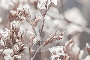 White light little tiny beige beautiful bunch flowers buns with blur natural background macro