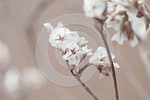 White light little tiny beige beautiful flower with blur natural background macro