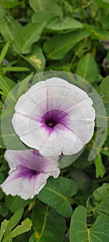 White light pink colour kalmi flower nature