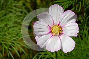 White Light Pink Cosmos Flower