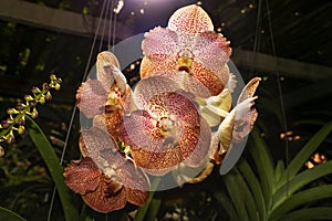 White light shining down to red-brown Vanda coerulea orchid flower