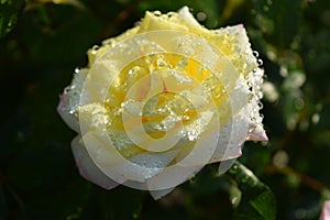 White with light yellow rose close up in a rose garden