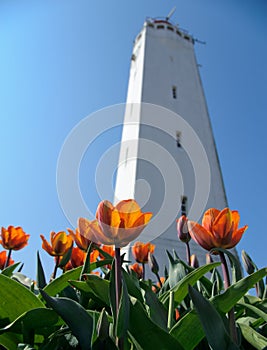 White lighthouse with orange tulips