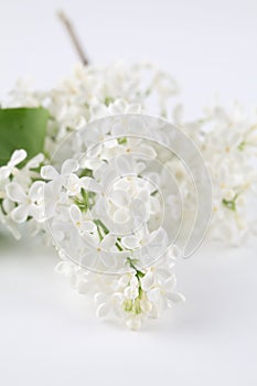 White lilac