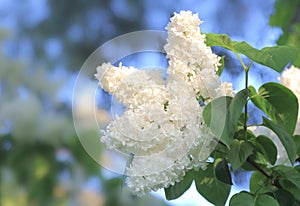 white lilac