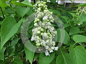 White lilac on a background of green foliage