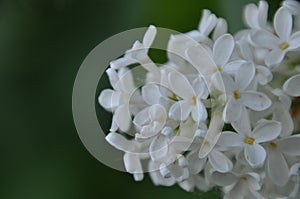 White lilac in blossom