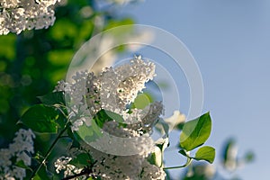 White lilac blossom twig