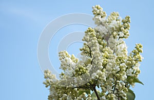 White lilac branch in spring