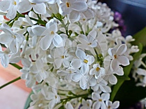 White lilac branch. Spring blossom. Blooming bush with tender tiny flower. All types  lilac in beautiful colors