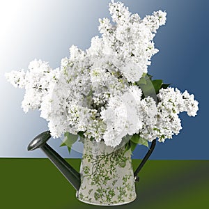 White lilac branches in a watering can