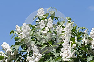 White lilac bush