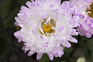 White - lilac chrysanthemum