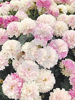 White and lilac Chrysanthemum pompom flowers