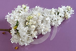 White lilac cluster