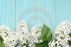 white lilac flower on blue wooden background. top view with copy space