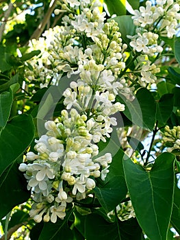 White lilac flower bunch on a bush