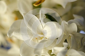 White lilac flower , close up