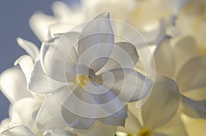 White lilac flower , close up