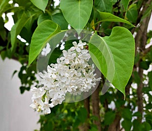 A white lilac flower close-up on a background of green leaves photo