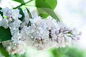 White lilac on a flowering bush, on a natural