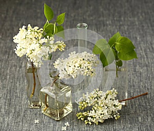 White Lilac flowers