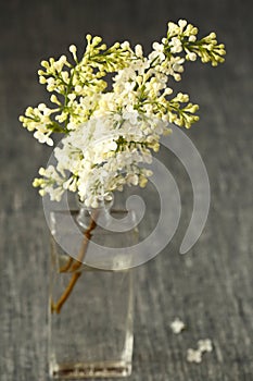 White Lilac flowers