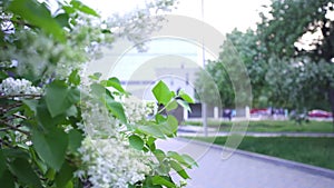 White lilac flowers on background of park path. Stock footage. White lilac blooms in city park on background of asphalt