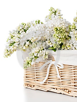 White lilac flowers in a basket isolated