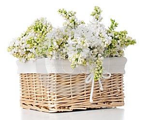 White lilac flowers in a basket isolated