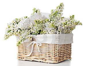 White lilac flowers in a basket isolated