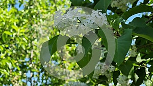 White lilac flowers on the branches of a tree in the garden