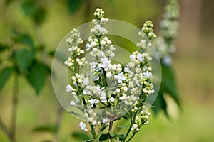 white lilac flowers closeup selective focus