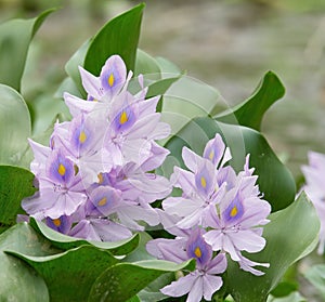 White lilac flowers in the golf of Golfito Costa Rica photo