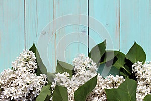 White lilac flowers lies on a turquoise wooden background with place for text