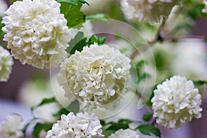 White lilac flowers, white lilac flowers in spring, white flowers on the tree