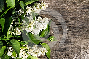 White lilac flowers on wooden background