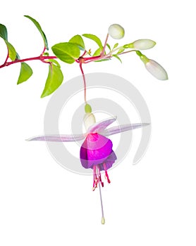 White and lilac fuchsia flower branch isolated