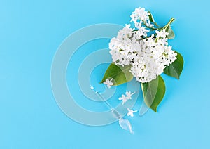 White lilac and glass dropper with fragrant oil on a blue background. The concept of natural cosmetics