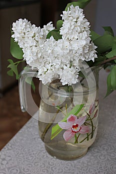 White lilac in a glass jar